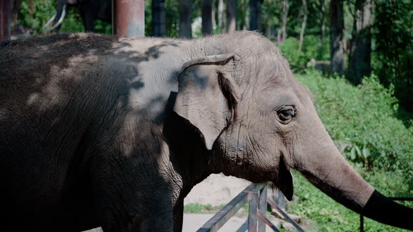 Close-up portrait of an Asian elephant in a nature park.
