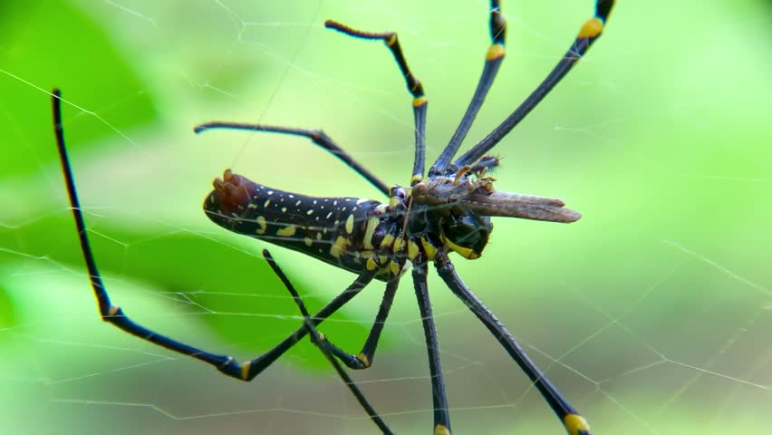 Macro video of a Giant Golden Orb Weaver spider (Nephila pilipes) biting its captured insect using its chelicerae and rapidly wrapping it in spider silk. The footage highlights the predatory sequence of immobilizing an insect with venom and expertly encasing it in webbing, showing detailed movements of the mouthparts and silk-producing organs