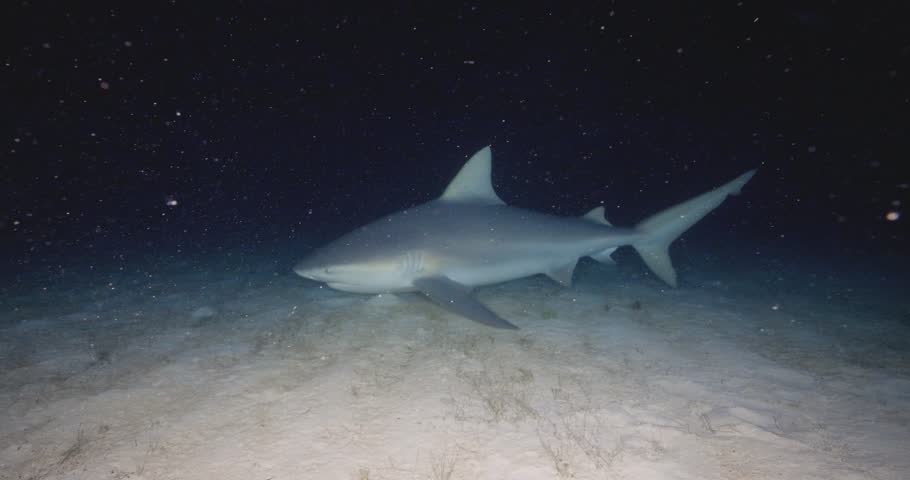 Night underwater footage of a bull shark swimming over sandy ocean floor illuminated in deep blue water