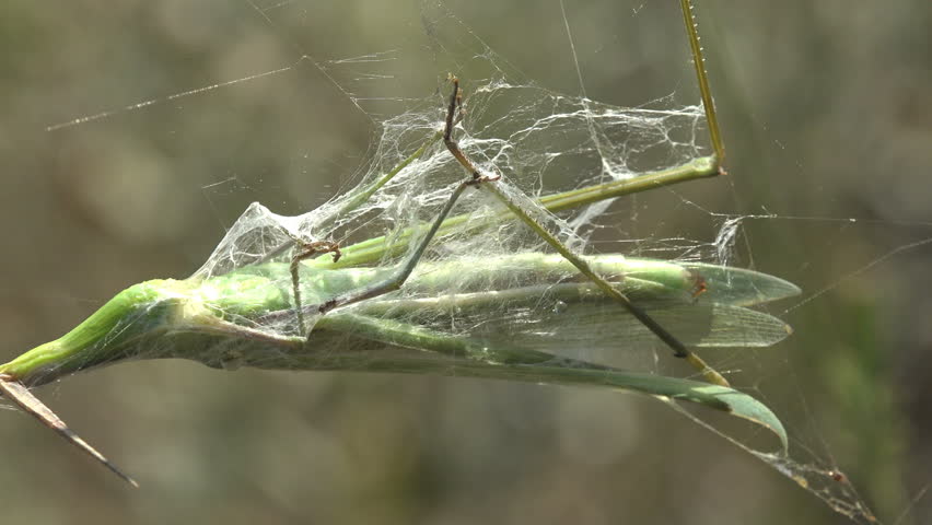 Macro close view shows a green grasshopper tightly wrapped inside a spider web within a dry field environment. Fine silk fibers cover the insect body and transparent wings while natural predator behavior remains clearly visible. Ideal for biology education, ecosystem research, wildlife documentaries, AI training datasets, and environmental study projects
