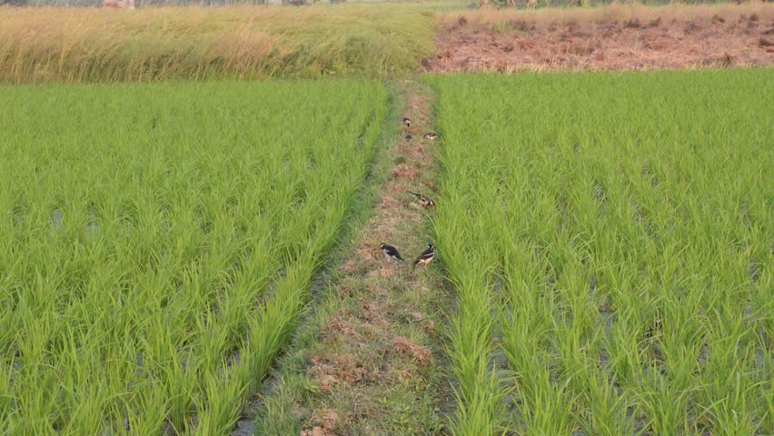Rice Field with Dirt Path and Bird