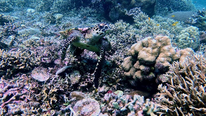 A juvenile hawksbill sea turtle (eretmochelys imbricata) wandering among a vibrant coral reef, showcasing marine biodiversity. Dauin, Philippines