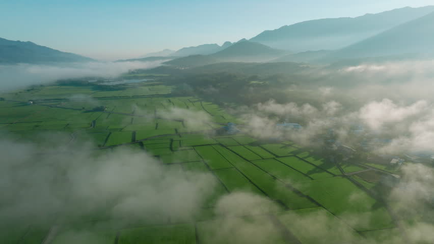 Aerial views of the rice field with clouds. Flying above the clouds