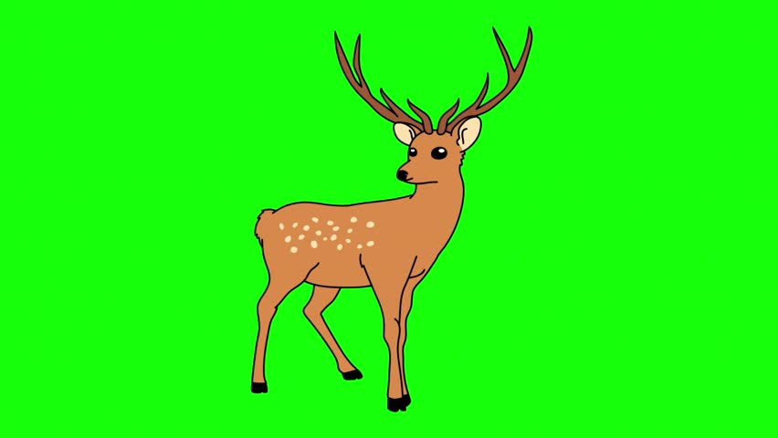 An illustration of a deer standing on a green screen background