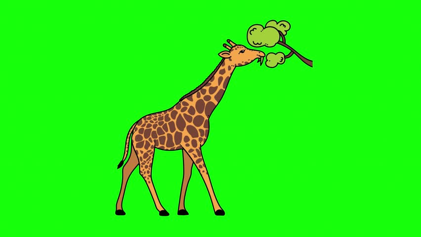 A giraffe standing on green background eating leaves