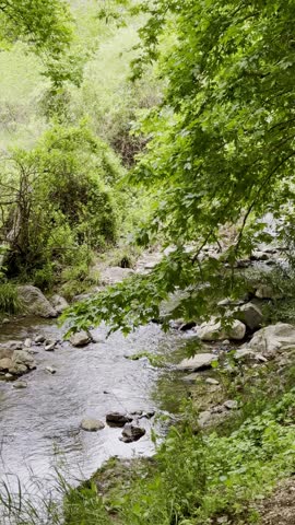 Flowing water and small waterfall in forest. High quality 4k footage