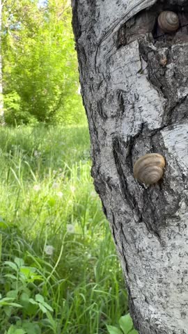snail on the bark of a birch tree