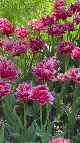 pink tulips in the park