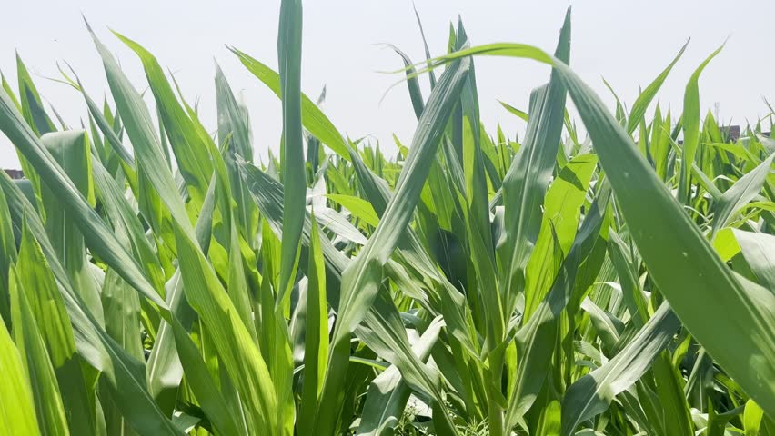 Maize field. Green field of ripening corn, agricultural landscape. Young corn plants. Corn plantations at sunset. Against the backdrop of the sun.