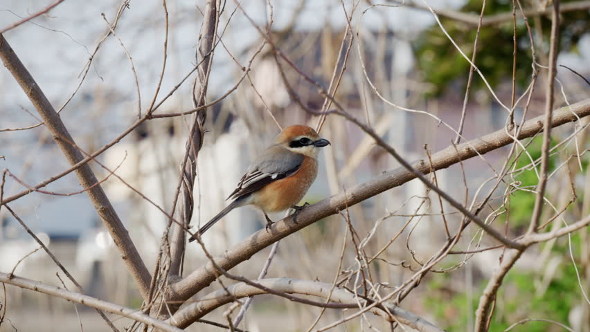Bull headed shrike on a tree