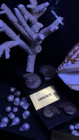 A curated collection of prehistoric ammonite fossils displayed alongside a white coral branch and a large tropical sea shell. The high-contrast dark background highlights the intricate spiral patterns of the ancient fossils and the natural textures of the marine life specimens.