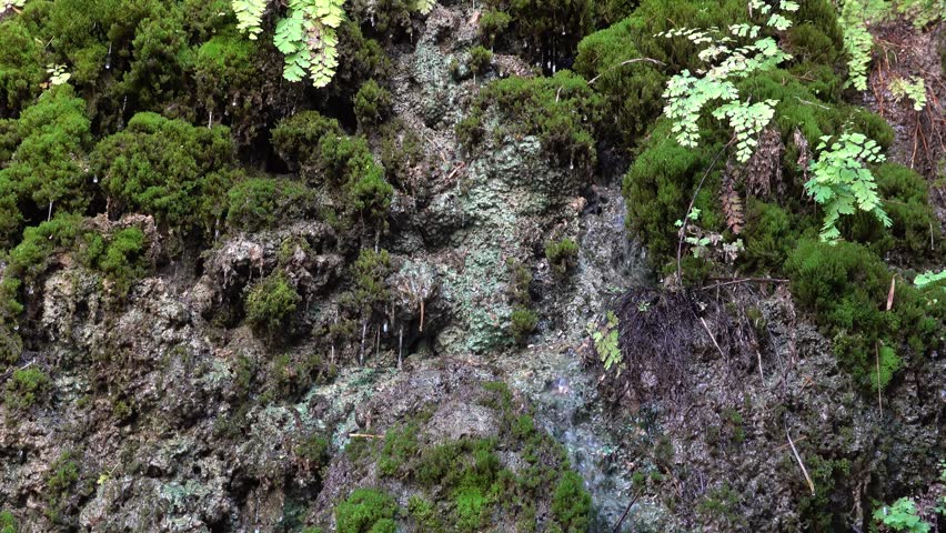 Moss Covered Rock Surface With Water Seeping In Forest