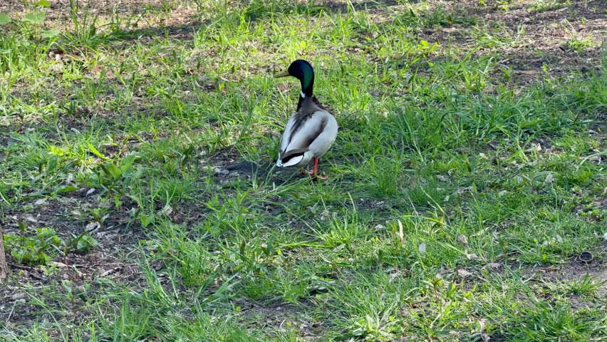 A colorful drake mallard with a green head stands on a grassy lawn in a sunny city park during the spring season.
