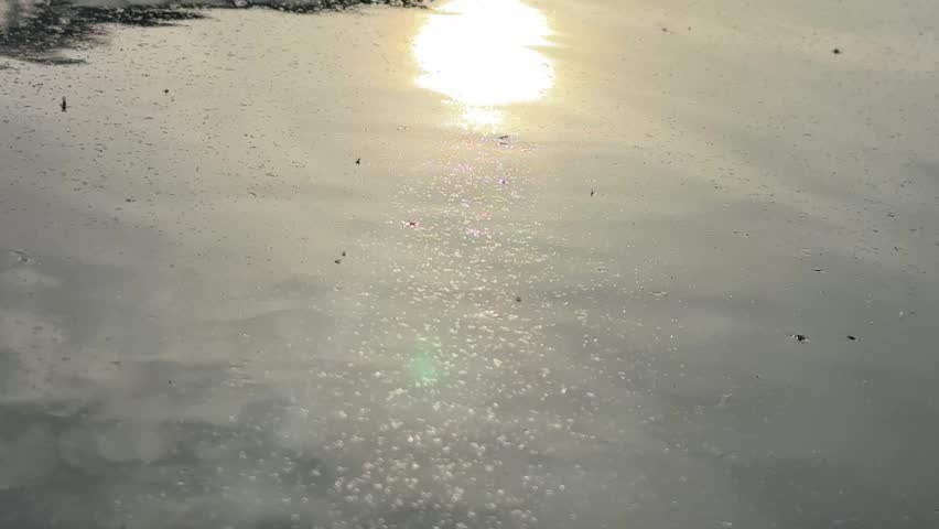 Ant Walking on Water Surface Covered in Pollen with Sun Reflection, Macro Nature Spring Video

