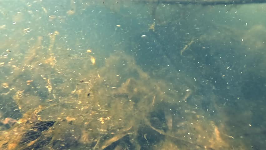 Underwater macro footage of river bottom with decayed branches leaves and particles moving slowly in sunlit water