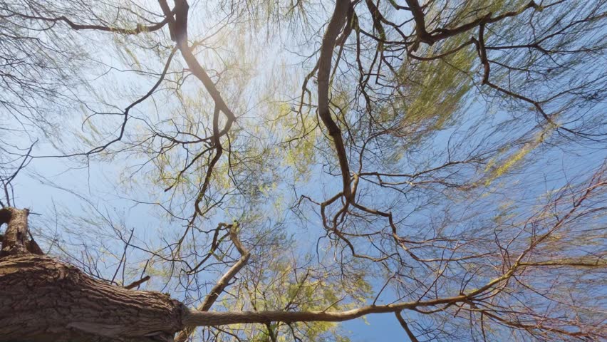Upward shot of trees with bare branches and fresh buds forming in early spring against a bright blue cloudless sky.