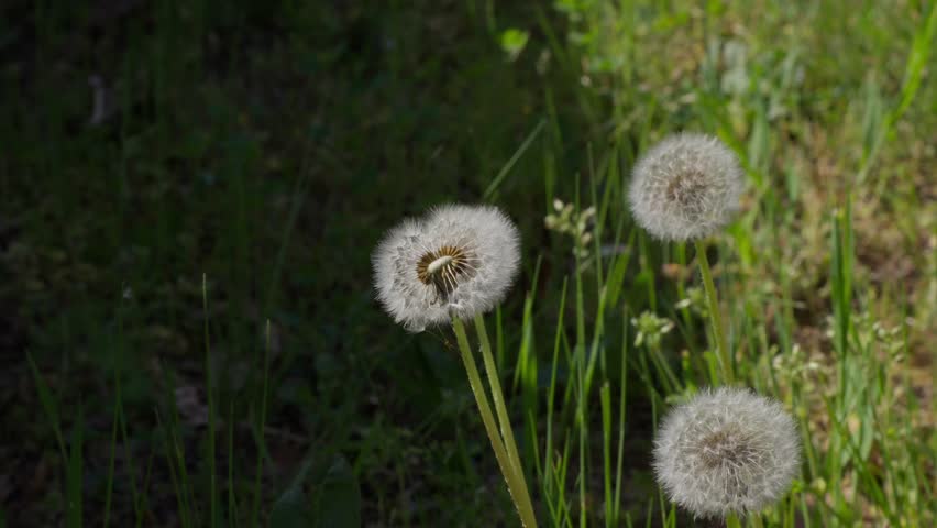 A bee collects nectar from dandelion puffballs in a sunlit meadow. Macro close-up shot highlights fine details, soft natural light, lush greenery.