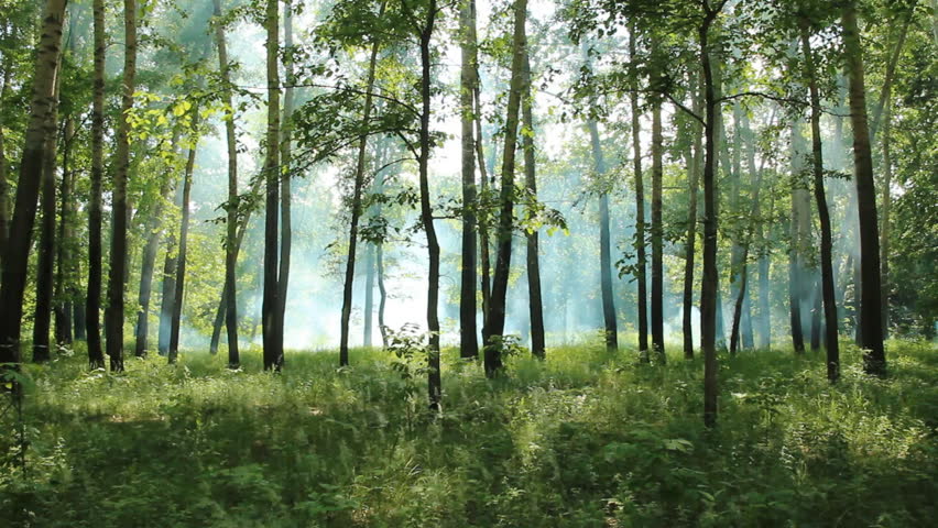 Forest fire  | Shutterstock HD Video #4066951