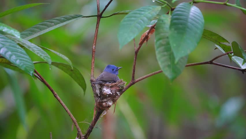 The Black-naped Monarch (Hypothymis azurea) catches insects to feed its young in its nest on a tree branch.