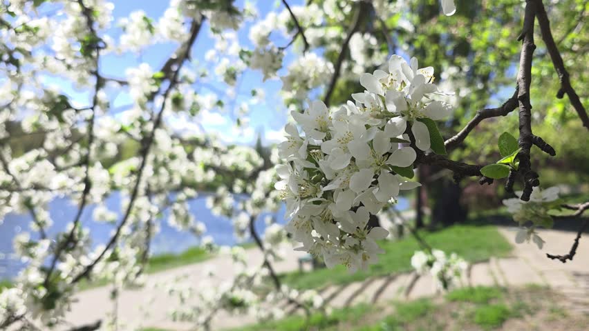 Close up of white tree blossoms on a branch with a blurred park pathway and lake in the background. Static shot.
