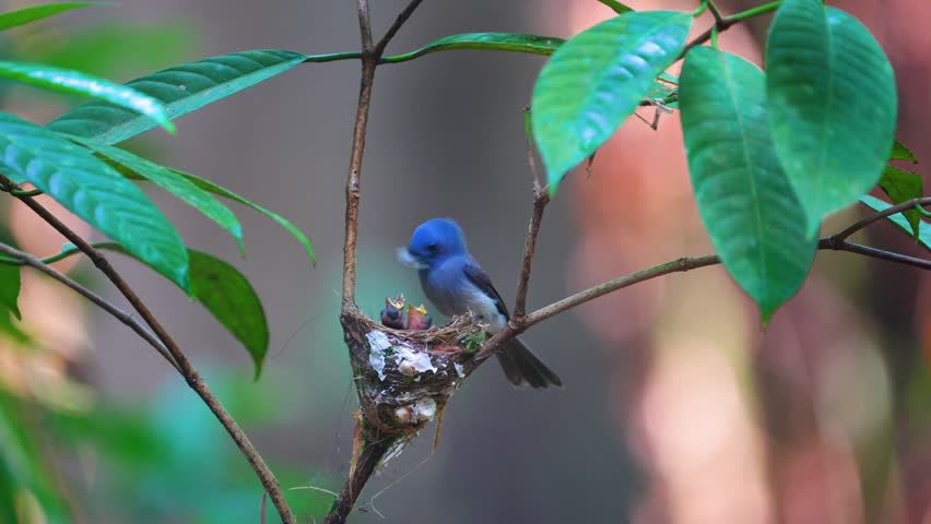 The Black-naped Monarch (Hypothymis azurea) catches insects to feed its young in its nest on a tree branch.