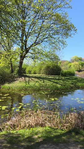 Sunny lakeside park with a large tree casting shadows on green grass and lily pads in blue water. Static shot. Vertical video.