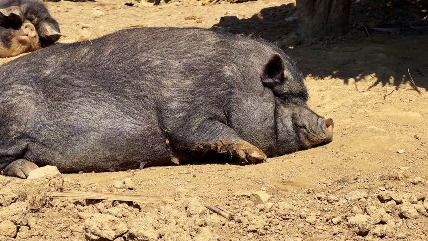 Black pig lying on sandy ground and resting peacefully in warm sunlight rural farm scene.