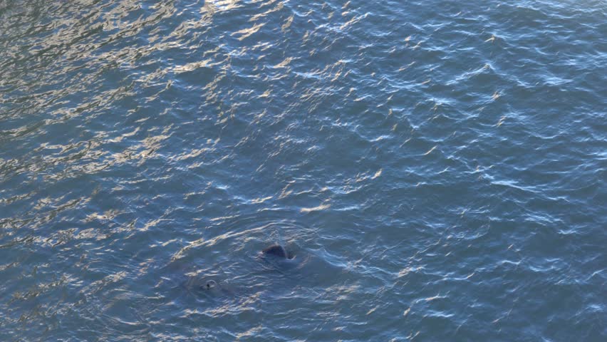 slow motion of a seal trying to rest on a large rock with incoming waves