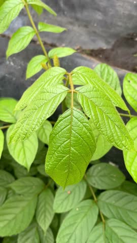 Close Up of Vibrant Green Leaves Growing on a Young Plant Outdoors