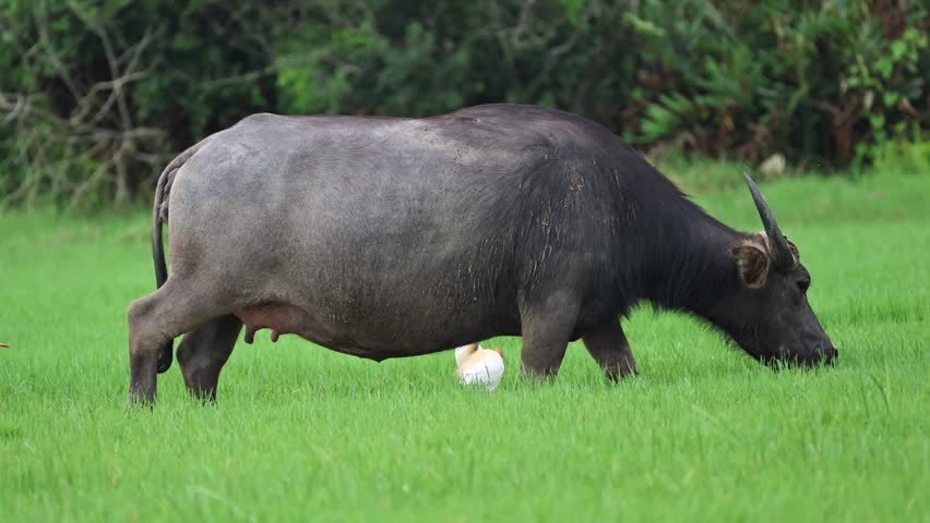 Side view of a large water buffalo grazing on lush green grass while white cattle egrets forage around it in a natural pasture.