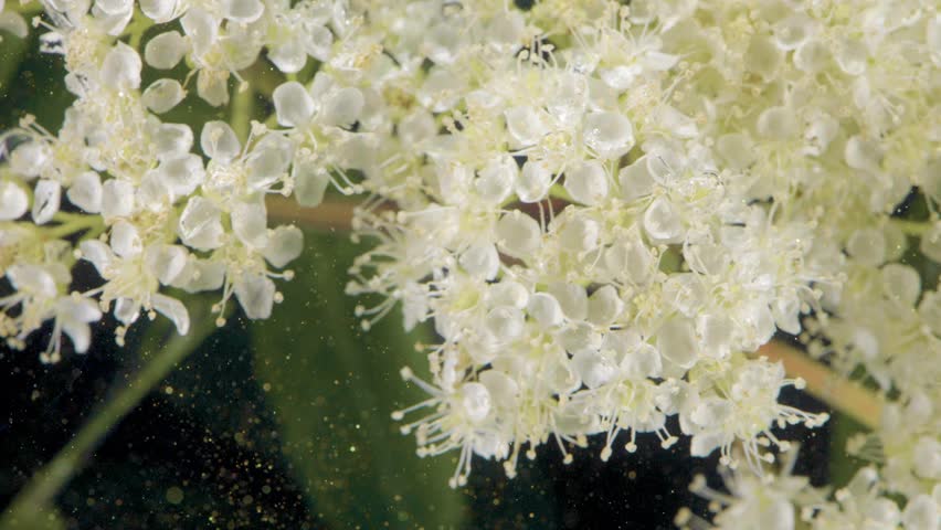 Micro petals and stamen in focus against dark backdrop, white elderflower cluster with visible pollen grains and shimmering particles, highresolution