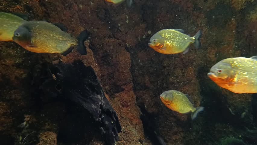 A school of piranhas swims against a dark rocky bottom in an aquarium.