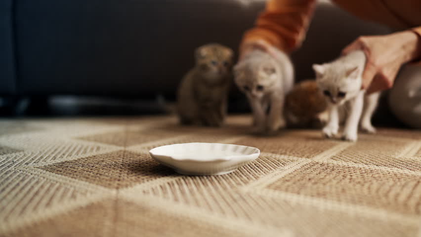 Female owner feeding four active purebred kittens with milk from bowl