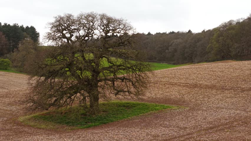 Old oak tree with dense twisted branches in harvested field with green grass patch near forest edge. Rolling farmland hills with dry crop texture under grey cloudy sky forming natural contrast tones