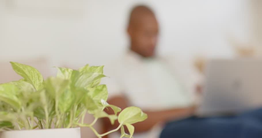 Camera shifting focus from potted plant, man typing on silver laptop, working on couch. Computer, greenery, sofa, livingroom, sunlight, minimal, modern