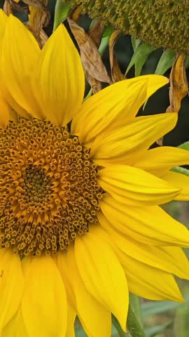 Detailed close-up of a bumblebee collecting nectar and pollen from a vibrant sunflower in a garden
