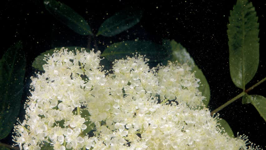 Lush elderflower cluster with visible pollen and textured stamens, dense small white blossoms framed by dark background, micro particles float