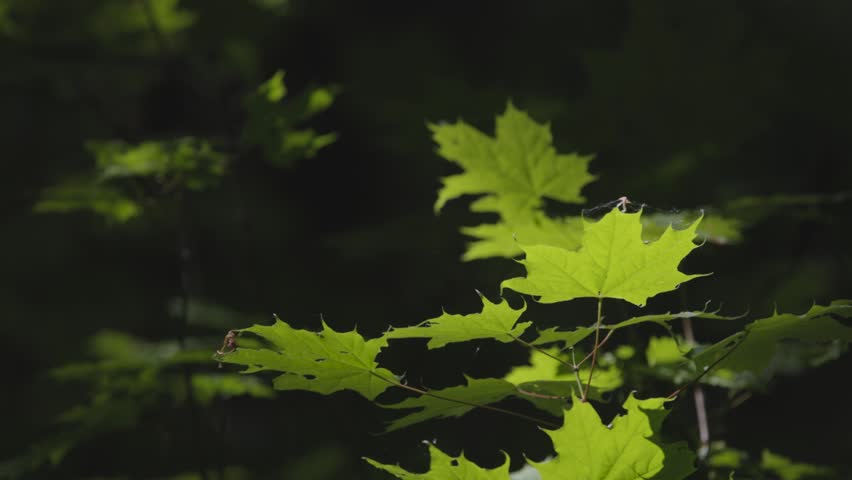 Young maple leaves in a spring mountain forest
