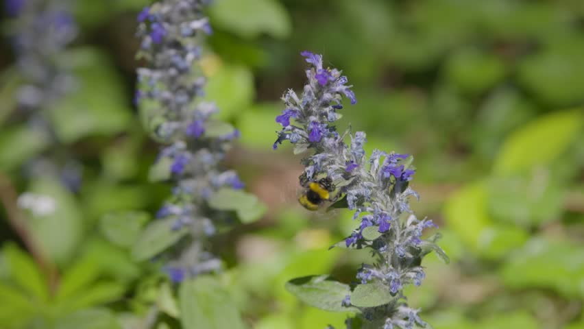 Wild bumblebee collecting nectar from a flower