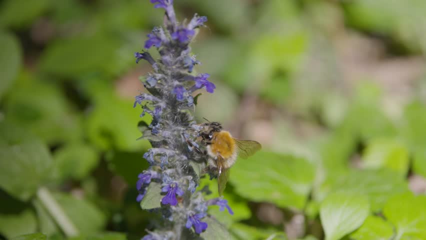Wild bumblebee collecting nectar from a flower