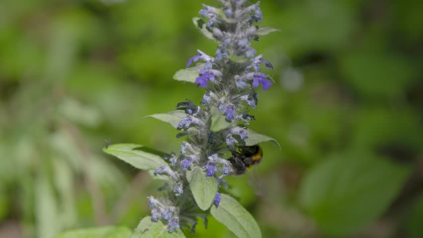 Wild bumblebee collecting nectar from a flower