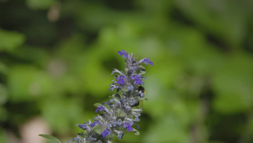 Wild bumblebee collecting nectar from a flower