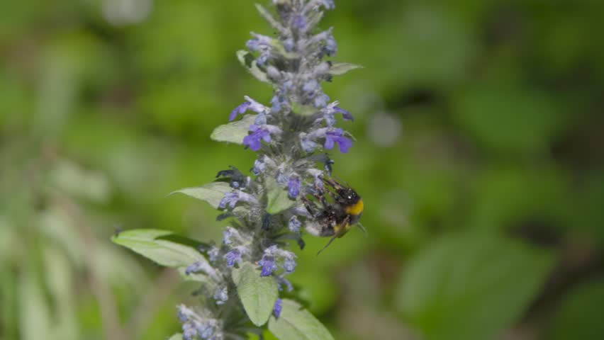 Wild bumblebee collecting nectar from a flower