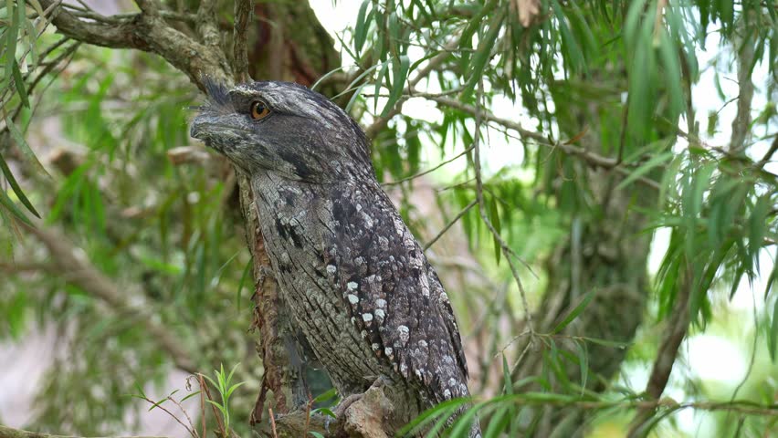 A Tawny frogmouth (Podargus strigoides) rests on the tree, camouflaged among the tree bark and woodland forest environment to avoid detection, tilting its head straight up and opens its mouth.