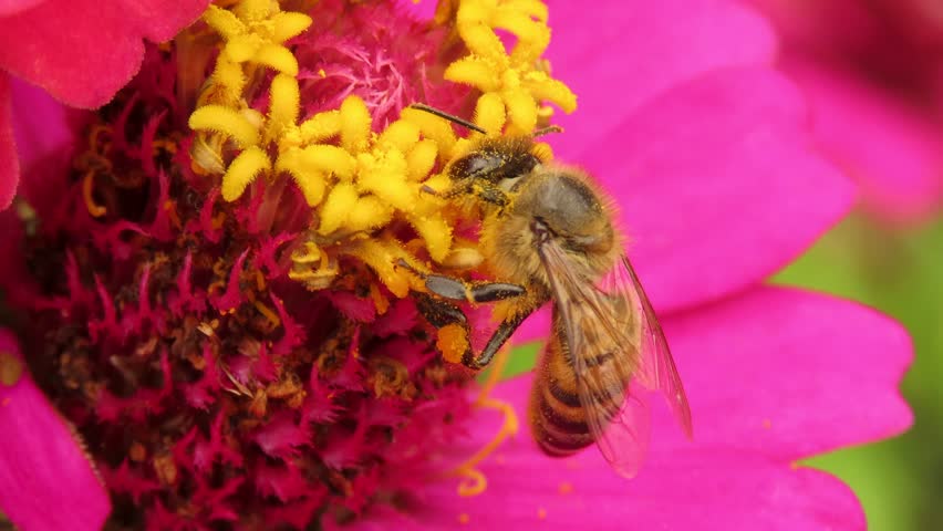 Closeup of a honey bee gathering nectar on a pink zinnia flower, face and legs covered in yellow pollen. Pollination scene.