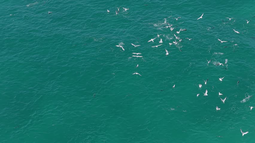 Seagulls Hunting Tuna Fish In The Ocean, NSW, Australia - Drone Shot