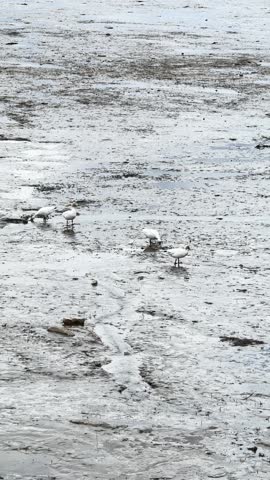 Snow geese on the beach. Snow geese on the St. Lawrence River, Quebec, Canada.