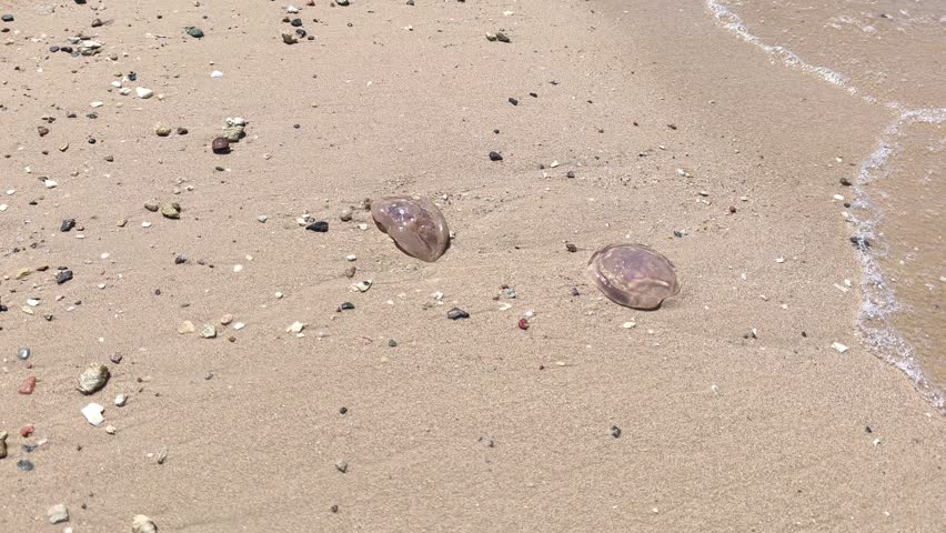 A beached jellyfish. A Pelagia noctiluca jellyfish in the Red Sea is washed by the waves on a hot day at a tourist beach.