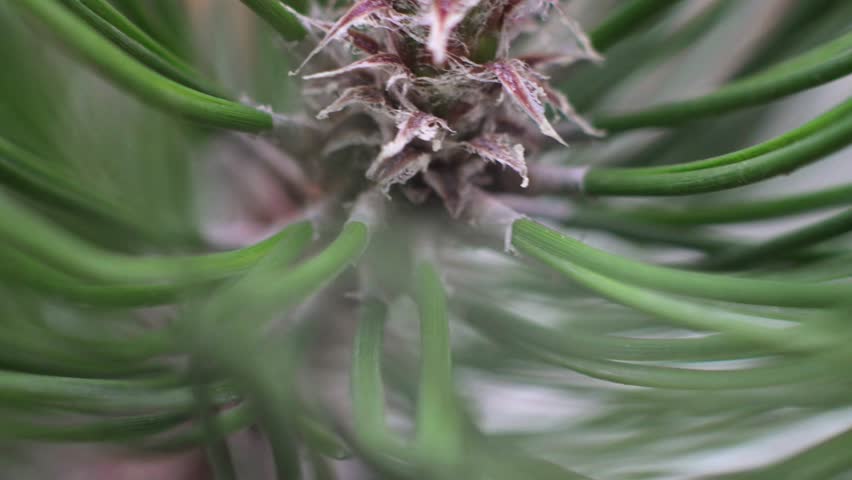 Young pine cone on branch close up, macro detail of Pinus tree in natural environment. Close-up macro view of a young pine cone growing on a branch of a Pinus tree. Fresh green needles and natural texture create a calm, organic background. Ideal for nature, growth, forestry and environmental concepts.