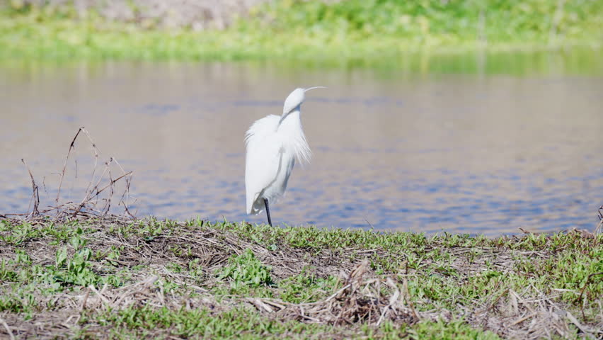 A great egret preening by the lake